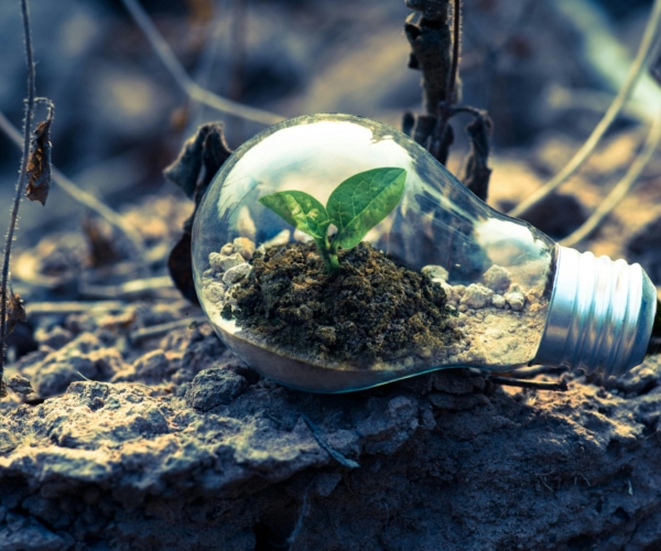A small plant sprouts in soil inside a light bulb, symbolizing eco-friendly and sustainable growth.
